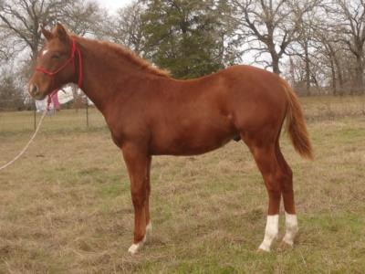 Iago Bartender JW <BR> AQHA X0737342